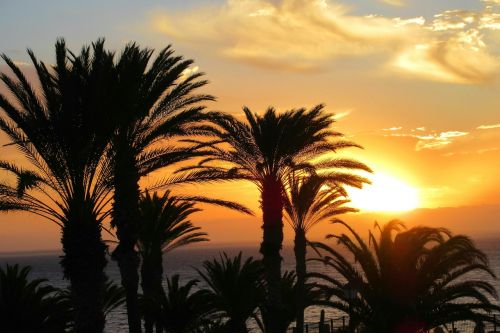 Saulėtekis, Palmės, Jūra