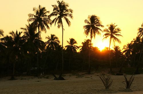 Saulėtekis, Delnus, Indija