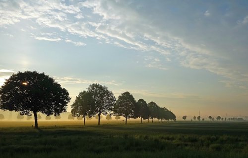 Sunrise,  Panorama,  Medis,  Pobūdį,  Kraštovaizdis,  Dawn,  Rūkas,  Žalias