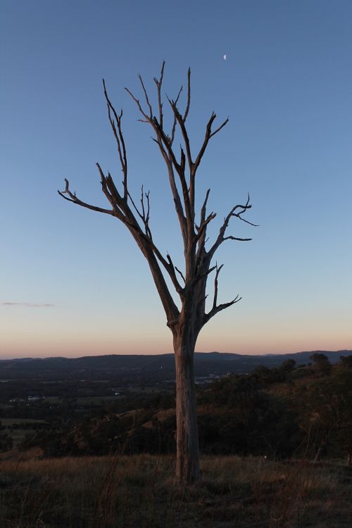 Saulėlydis, Gumos Medis, Panorama, Gamta, Outback, Australia