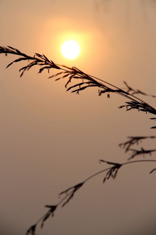 Saulėlydis, Saulėtekis, Sėklos, Siluetas, Žolė, Gamta, Dangus, Lauke, Kraštovaizdis, Rytas, Saulės Šviesa, Dusk, Aušra, Geltona, Energija, Šviesa, Oranžinė, Nepalas