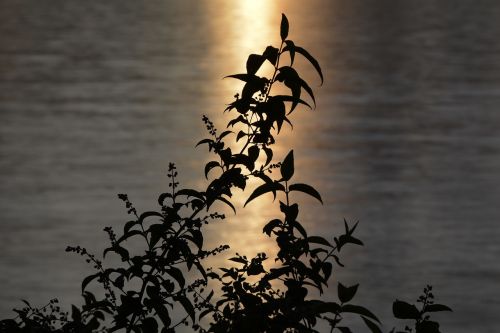 Vanduo, Krūmas, Lapai, Abendstimmung, Veidrodis, Atmosfera