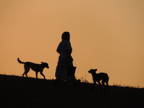 Saulėlydis, Šuo, Gyvūnai, Prerijų Šuo, Marokas