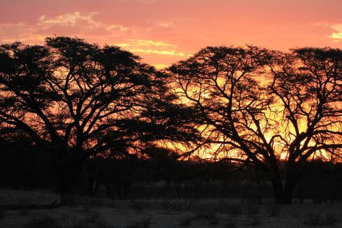 Saulėlydis, Siluetas, Kalahari, Afrika, Dangus