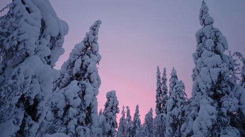 Saulėlydis, Sniegas, Žiema, Laplandas, Finland, Medžiai, Gamta