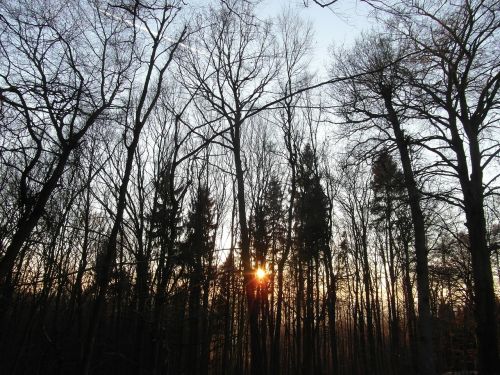 Saulėlydis, Miškas, Abendstimmung, Gamta, Saulė, Apšvietimas