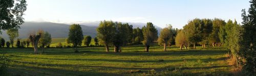 Saulėlydis, Miškas, Gamta, Kraštovaizdis, Medžiai, Vasara, Žalias