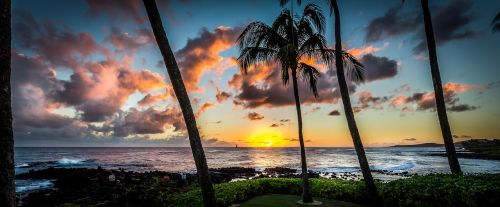Saulėlydis, Hawaii, Delnus, Panorama, Kranto, Kokoso, Egzotiškas, Svajonė