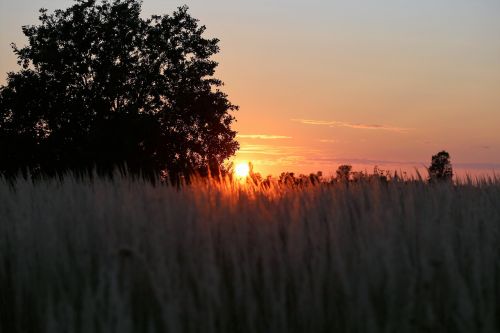 Saulėlydis, Vakaras, Žolė, Laukas, Vasara, Pieva, Gamta, Saulės Šviesa, Kaimas