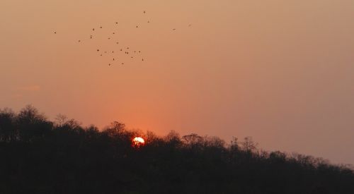 Saulėlydis, Švytėjimas, Miškas, Tattihallia, Karnataka, Indija