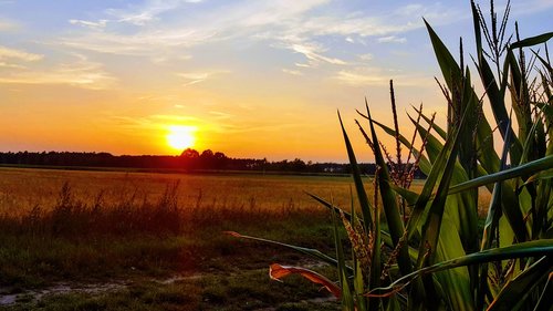 Saulėlydžio,  Niva,  Pobūdį,  Dangus,  Kukurūzų,  Saulė,  Nuotaika,  Saulės,  Kraštovaizdis,  Žemdirbystė,  Kaimo,  Derlius,  Ruduo,  Ap,  Sunrise,  Vasara,  Laukas,  Lane,  Kvieciai,  Idiliškas,  Abendstimmung,  Oranžinė,  Mėlyna,  Debesys,  Atmosferos