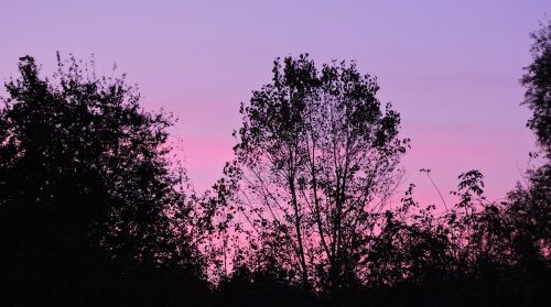 Saulėlydis, Dangus, Medžiai, Horizontas, Twilight