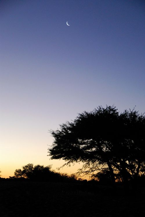 Saulėlydis, Kalahari, Mėnulis, Medis, Dangus, Afrika
