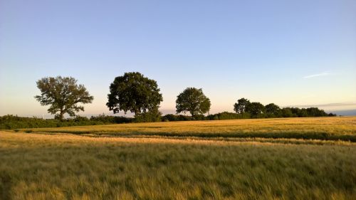 Saulėlydis, Kukurūzų Laukas, Auksas, Kraštovaizdis, Laukas, Gamta, Apšvietimas, Saulė, Vasara, Oro Temperamentas, Abendstimmung, Taikus, Vaizdingas, Dangus, Poilsis, Perspektyva, Saulės Šviesa, Medžiai