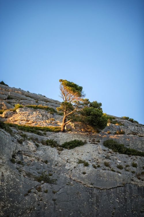 Saulėlydis,  Provence,  Pušis,  Medis