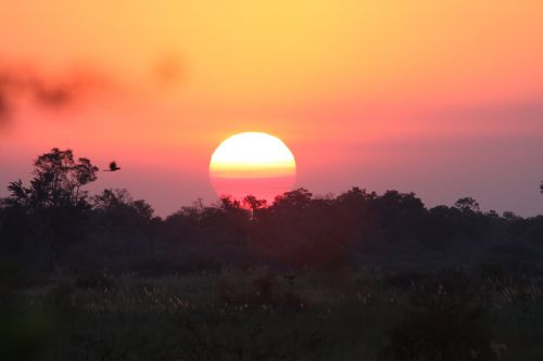 Saulėlydis, Afrika, Vakaras, Naktis, Krūmas