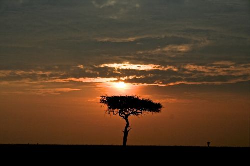Gamta,  Kraštovaizdis,  Saulėlydis,  Afrika,  Kenya,  Saulėlydis Kēnoje