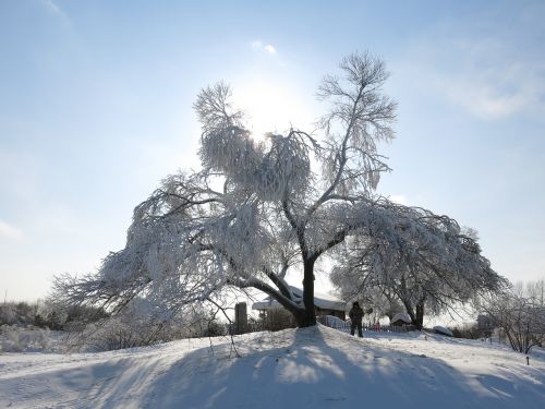 Saulės Šviesa, Sniegas Ir Ledas, Kabantis Medis