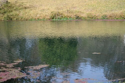 Tvenkinys,  Vanduo,  Paviršius,  Ripples,  Žolė,  Bankas,  Parkas,  Vandens Paviršius