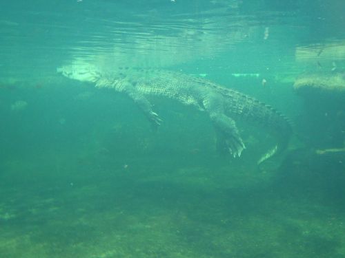 Krokodilo Danga, Aligatorius Po Vandeniu, Laukiniai Gyvūnai, Ropliai, Laukinis Gyvenimas Australia