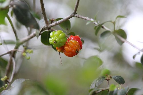 Surinamo Vyšnia, Eugenia Uniflora, Vaisiai, Žalias, Oranžinė, Žalumos, Makro, Uogos