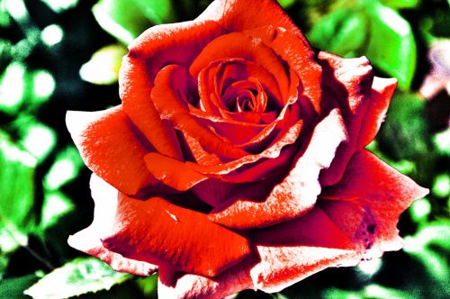 Rožė,  Rožės,  Raudona,  Siurrealistinis,  Meno,  Dažytos,  Gėlė,  Gėlės,  Sirreali Raudona Rožė