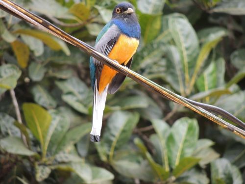 Surucuá, Brazilijos Paukštis, Brazilija