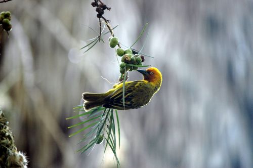Finch, Paukštis, Maitinimo Laikas, Gamta