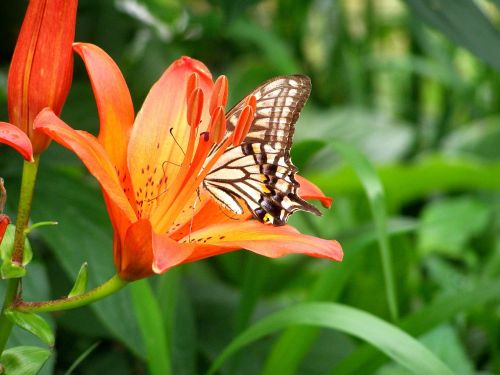 Swallowtail, Drugelis, Vabzdžiai, Gėlės, Raudona Spalva