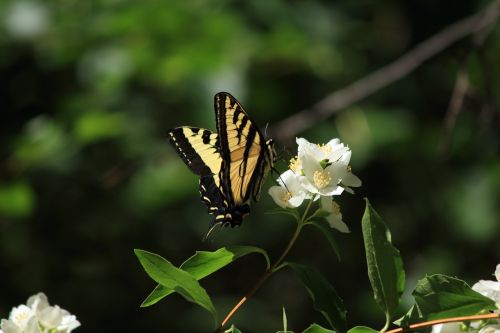 Swallowtail, Drugelis, Vabzdys, Gamta, Gėlė, Pavasaris, Vasara, Geltona, Žiedas, Sodas, Oregonas