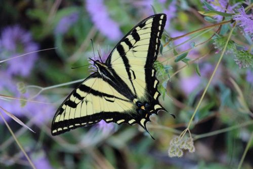 Swallowtail, Drugelis, Vabzdys, Gamta, Gėlė, Pavasaris, Vasara, Geltona, Violetinė, Žiedas, Kalifornija