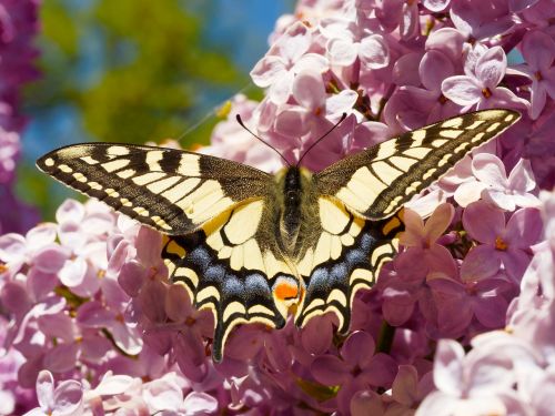 Swallowtail, Milžinišką Lazdelę, Drugeliai, Makro, Gamta, Vabzdžiai, Drugelis, Sparnai, Papilio Swallowtail, Pašaras