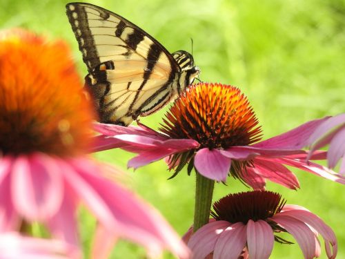 Swallowtail, Kūgio Gėlė, Rožinis