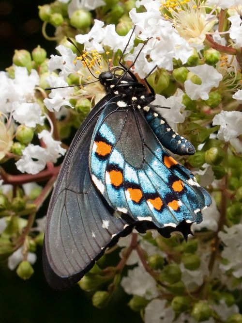 Swallowtail Drugeliai, Drugelis, Papilionidae, Vamzdžių Latakai, Battus Philenor, Vabzdys
