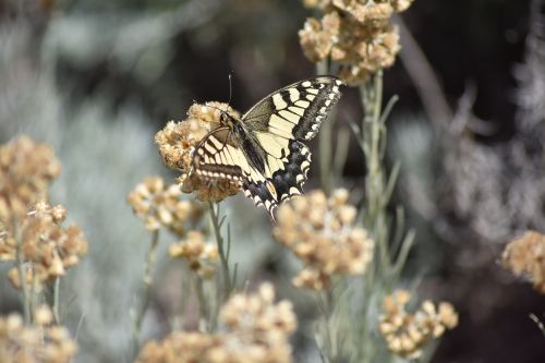 Swallowtail Papilio Swallowtail, Www, Gamtos Stebina, Com