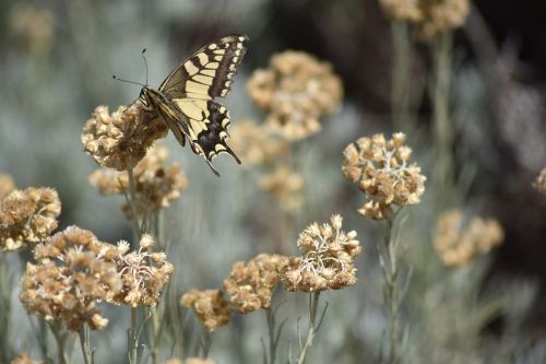Swallowtail Papilio Swallowtail, Www, Gamtos Stebina, Com