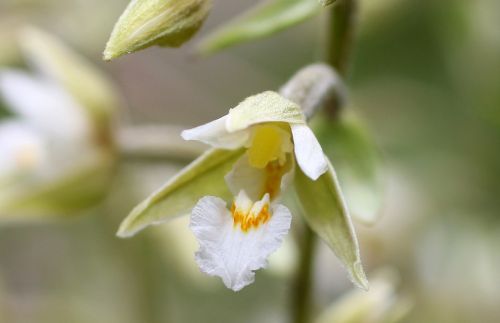 Pelkė Gigantea, Žiedas, Žydėti, Laukinė Orchidėja, Gėlė, Augalas