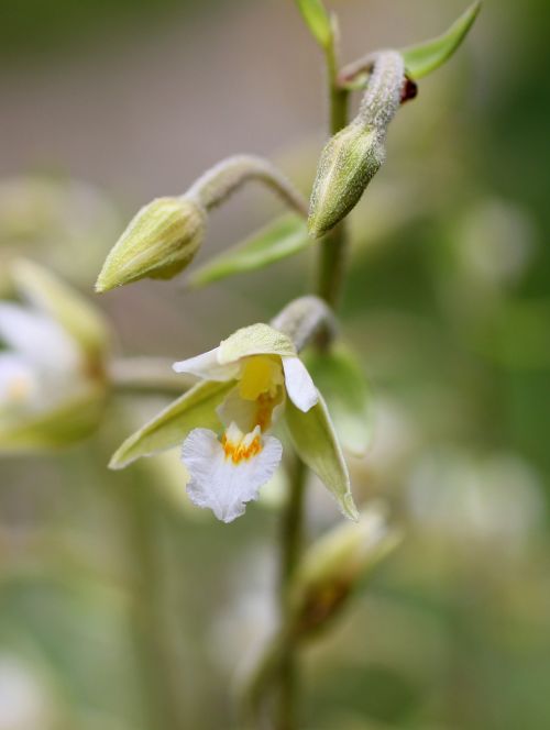 Pelkė Gigantea, Žiedas, Žydėti, Laukinė Orchidėja, Gėlė, Augalas