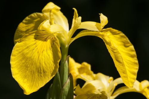 Pelkės Rainelė, Iris Pseudacorus, Geltona Rainelė, Augalas, Iridaceae, Gėlė, Kabantys Lapai, Dom Lapai
