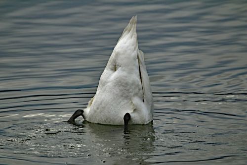 Gulbė, Vanduo, Ežeras, Plunksna, Paukštis, Plumėjimas, Gyvūnų Pasaulis, Balta, Vandenys, Vandens Paukštis, Gulbės, Nardymas, Schwimmvogel, Pasididžiavimas, Aukštas