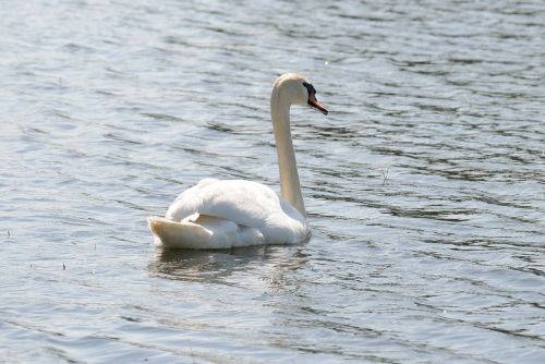 Gulbė, Vanduo, Balta, Ežeras, Vandens Paukštis, Plunksna, Paukštis