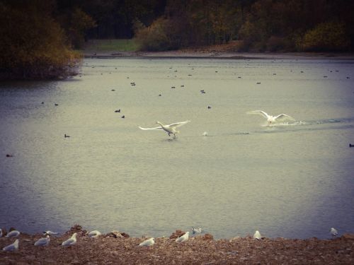 Gulbė, Paderbornas, Ežeras, Paukščiai