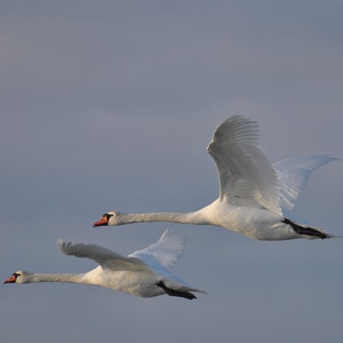 Gulbė, Denmark, Brangus