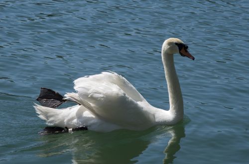 Gulbė, Gyvūnas, Vanduo