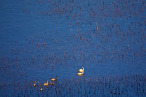 Gulbė, Twilight, Namai, Ežeras, Natūralus Vėjas, Paukščiai