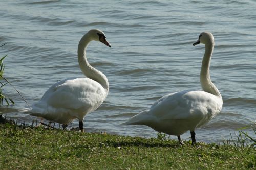 Gulbė, Paukščiai, Gamta