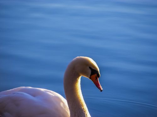 Gulbė, Ežeras, Vanduo, Gamta, Vandenys, Paukštis, Plunksna, Plumėjimas, Bankas, Gyvūnų Pasaulis, Balta Paukštis, Paukščiai, Baltas Gulbis, Gyvūnas, Balta, Naminiai Paukščiai, Mėlynas, Vandens Paukštis