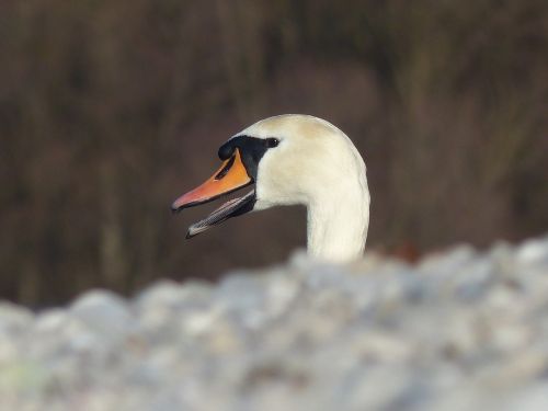 Gulbė, Uždaryti, Paukštis, Vandens Paukštis, Sąskaitą, Elegantiškas, Balta, Galva, Plumėjimas