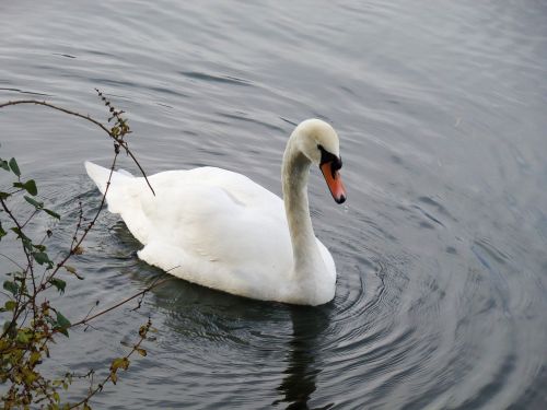 Gulbė, Paukštis, Fauna, Ežeras, Gamta, Upė