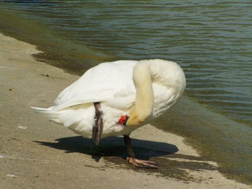 Gulbė, Preening, Vandens Paukštis